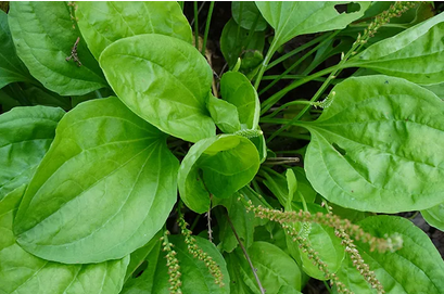 Gambar Plantago Major Ekstrak (Daun Sendok)